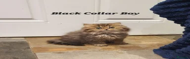 Black Collar Boy 