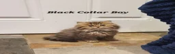 Persian cats for sale: 💖Beautiful Pedigree Chinchilla Persian Kittens.  - Advert 38