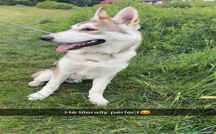 Mixed Breed dogs - Advert 1