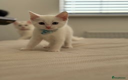 Mixed Breed cats for sale: Mixed breed white kittens  - Image 3