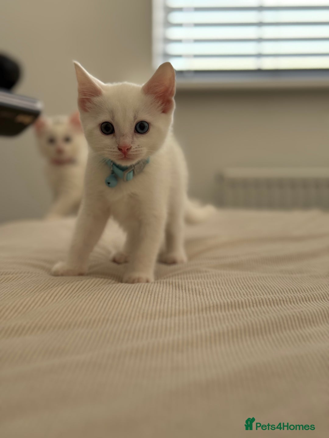 Mixed Breed cats for sale: Mixed breed white kittens  - Image 3