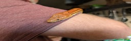 Corn Snake reptiles for sale: Corn snake - Advert 3