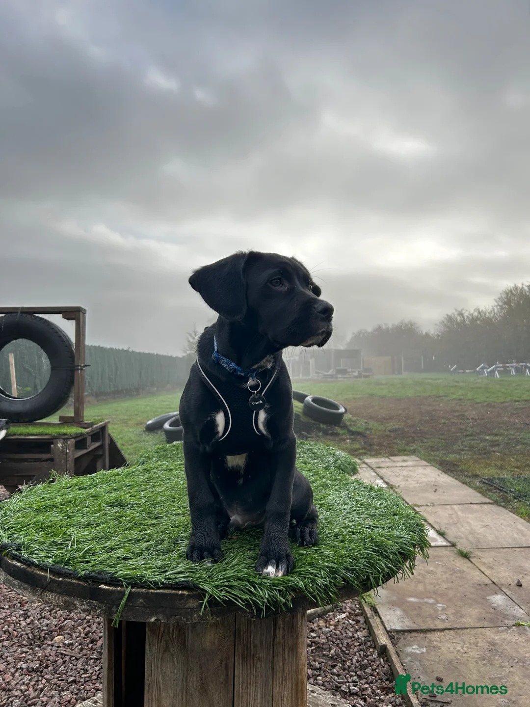 Mixed Breed dogs for sale: Axel cane corso-springerspaniel cross  - Advert 4