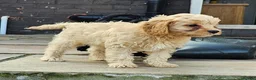 Cavapoo dogs for sale: Health tested F1 Cavapoo puppies - Advert 9