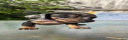 Dachshund dogs for sale: Stunning mini dachshunds  - Advert 18