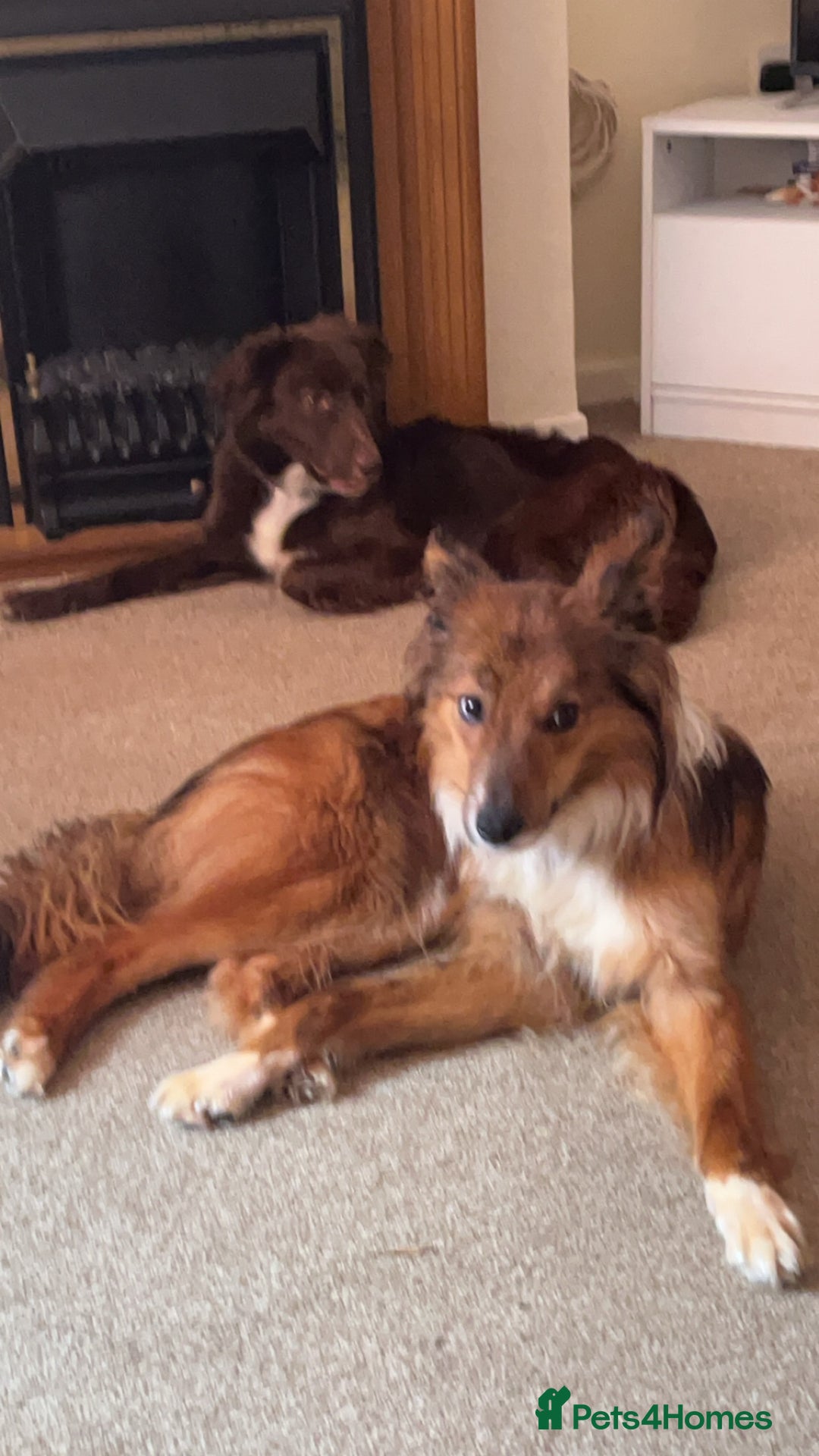 Mixed Breed dogs for sale: 2 collies - Image 1