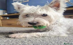 West Highland Terrier dogs for stud: Stud.. in Greenock - Image 26