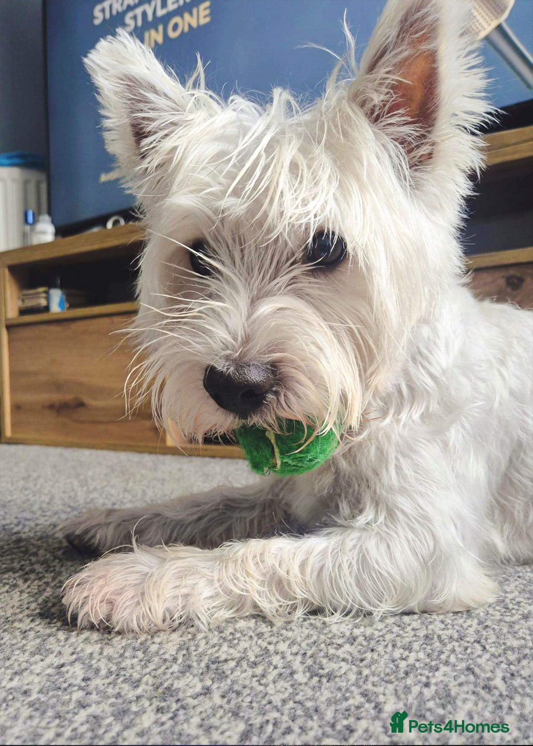 West Highland Terrier dogs for stud: Stud.. in Greenock - Image 26