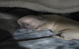 French Bulldog dogs for sale: French dog for sale  - Image 14
