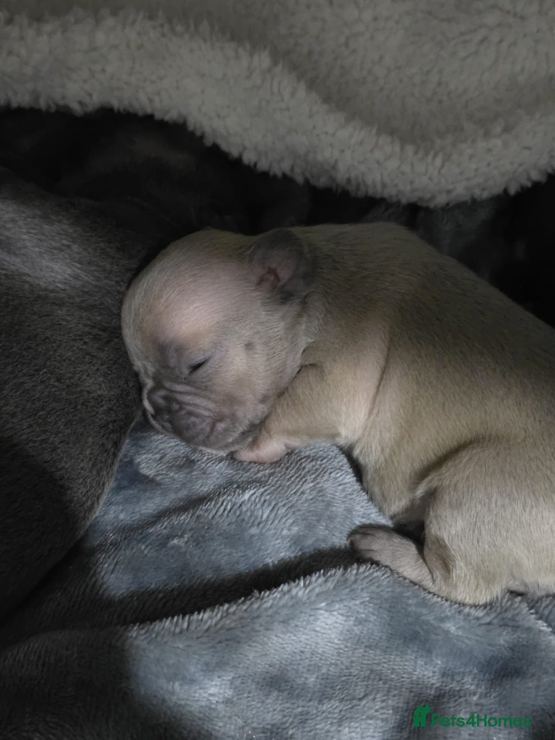 French Bulldog dogs for sale: French dog for sale  - Image 14
