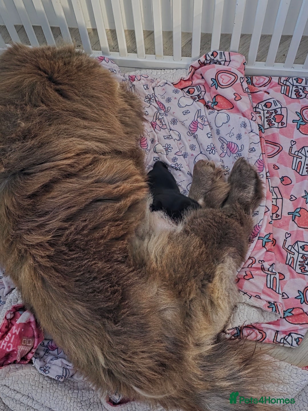 Chow Chow dogs for sale: Stunning KC Black Chow Chow Puppy - Advert 2