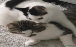 Mixed Breed cats for sale: Two inseparable kittens  - Image 9