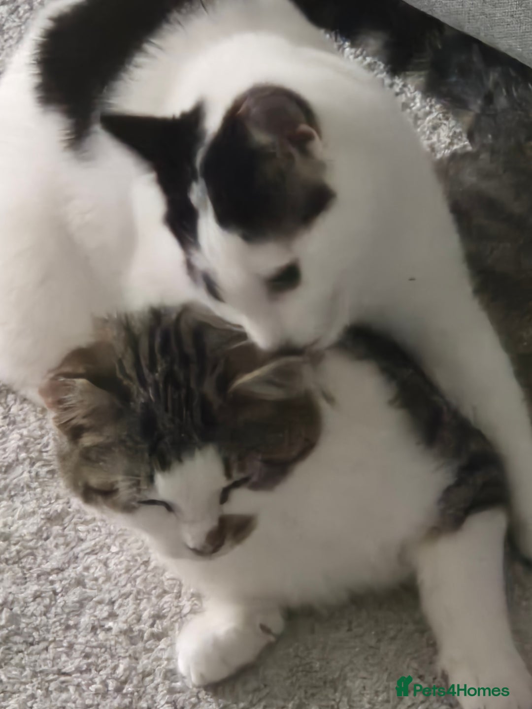 Mixed Breed cats for sale: Two inseparable kittens  - Image 9
