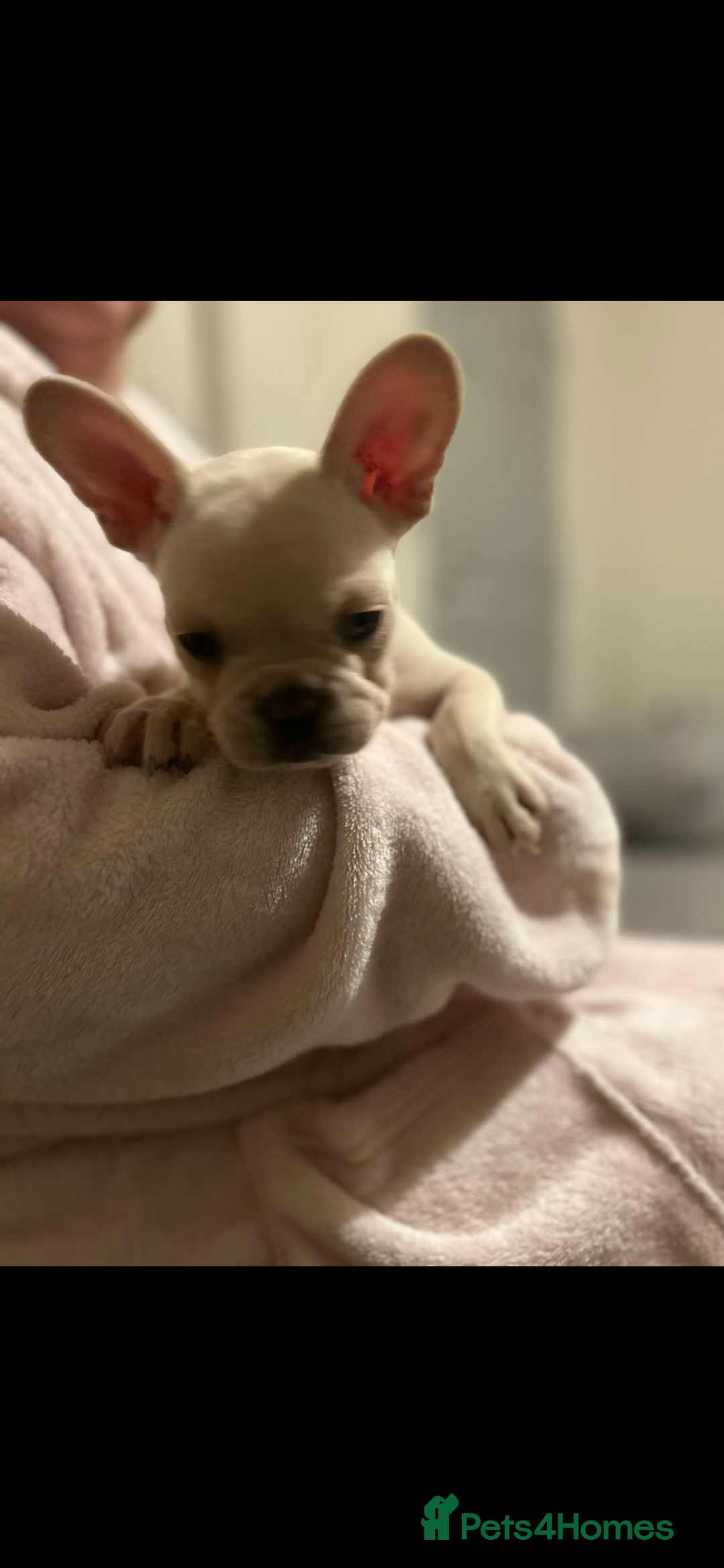 French Bulldog dogs for sale: French bulldog pups ready Now reduced‼️ - Advert 17