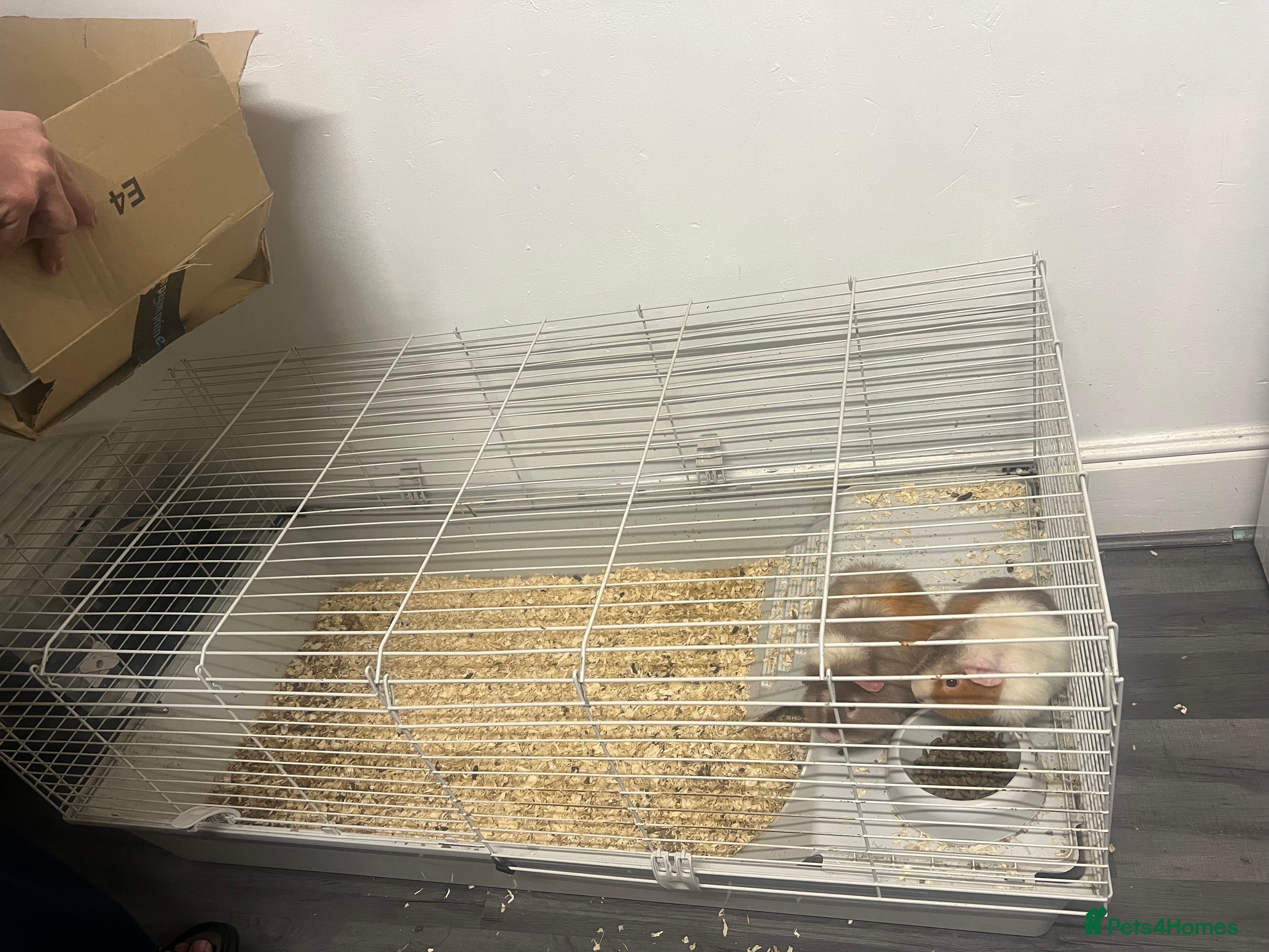 Guinea Pig rodents 2 Guinea pigs male  - Advert 5