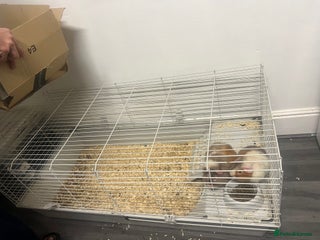 Guinea Pig rodents 2 Guinea pigs male - Advert 2