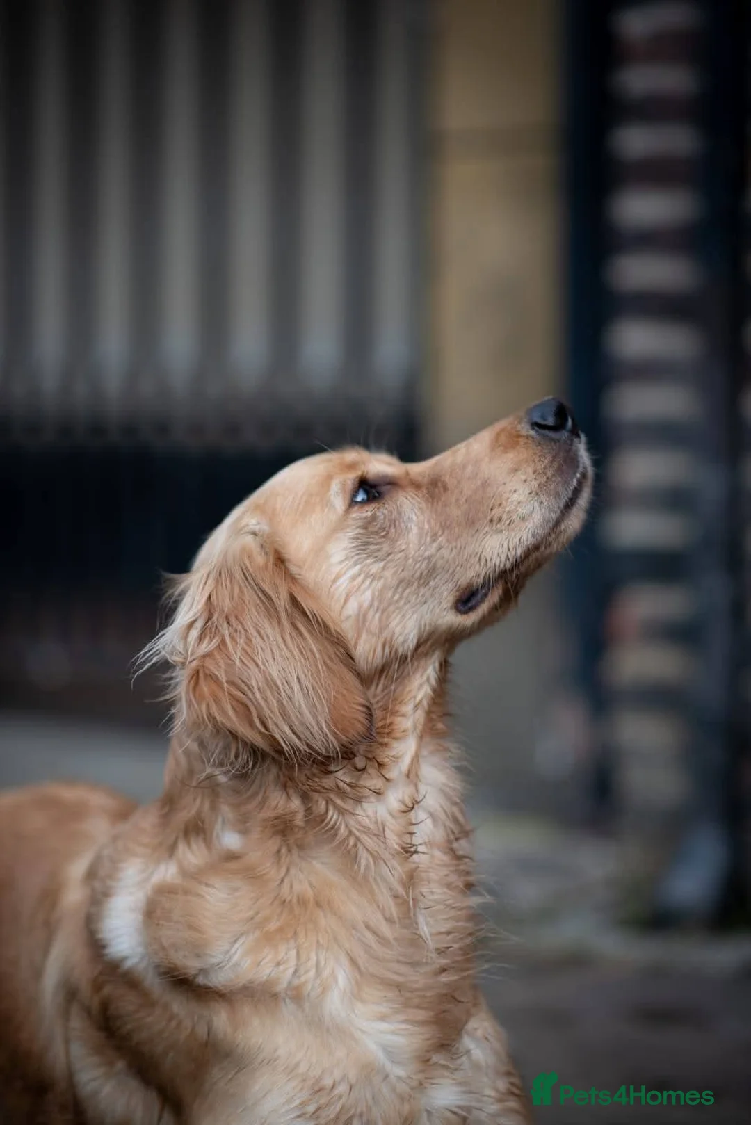 Mixed Breed dogs for sale: Golden Retriever x Irish Setter puppies!! SO CUTE! - Advert 2