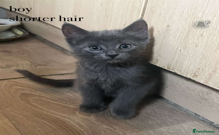 Chartreux cats - Advert 1