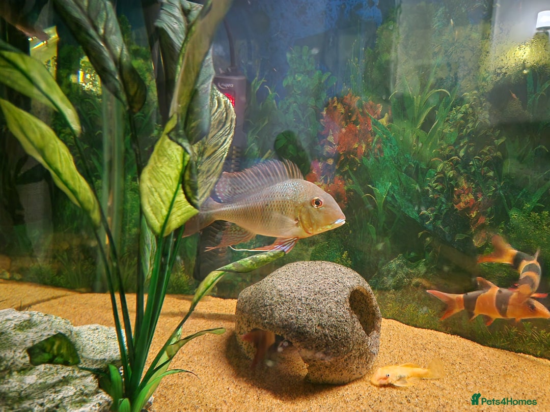 Cichlids fish for sale: Chiclids  - Advert 7