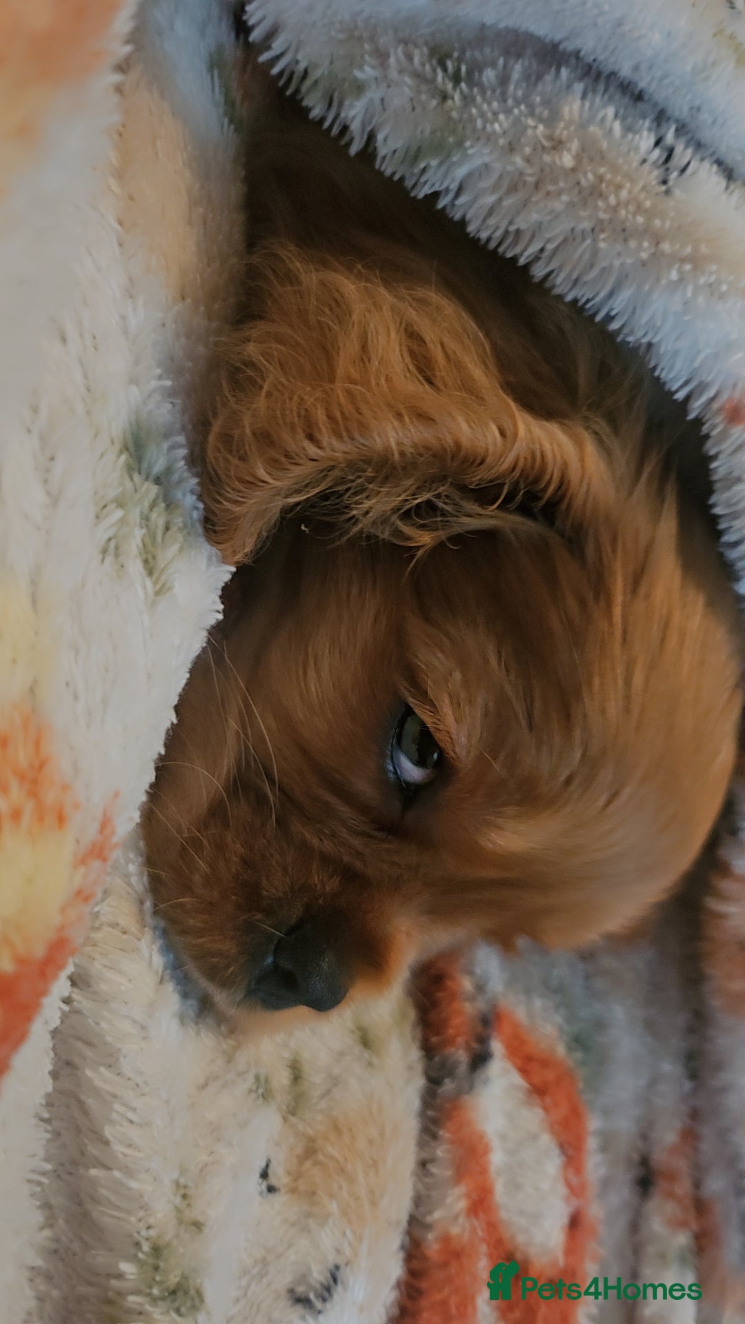 Cavalier King Charles Spaniel dogs for sale: Cavalier king charles puppys READY NOW pedigree KC - Advert 23