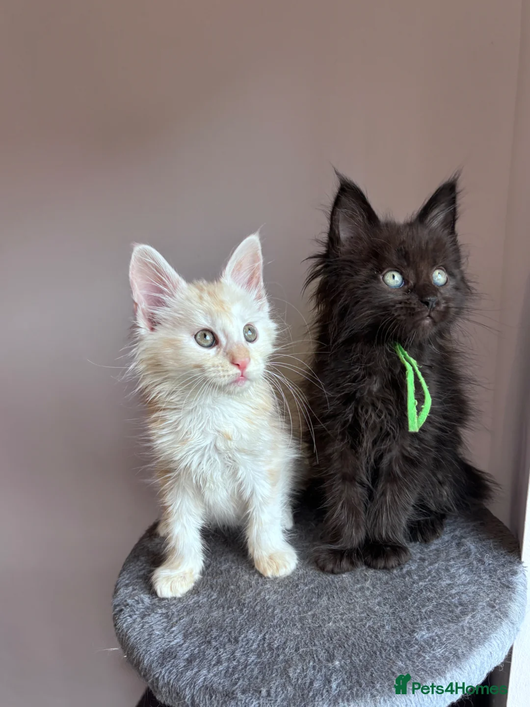 Maine Coon cats for sale: Big Ears & Fluffy Coats – Maine Coon Kittens  - Advert 2