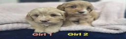 Cavapoo dogs for sale: Quality F1 Cavapoos. in Stockport - Advert 19