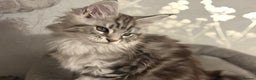 Maine Coon cats for sale: Ready to leave quality Maine coon kittens - Advert 18