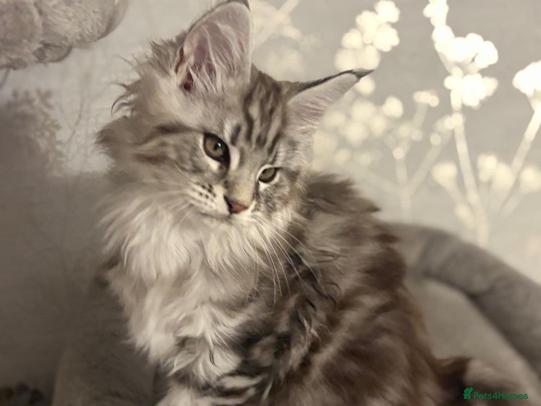 Maine Coon cats for sale: Ready to leave quality Maine coon kittens - Advert 18