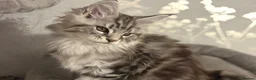 Maine Coon cats for sale: Last kitten remaining quality Maine coon kittens - Advert 13