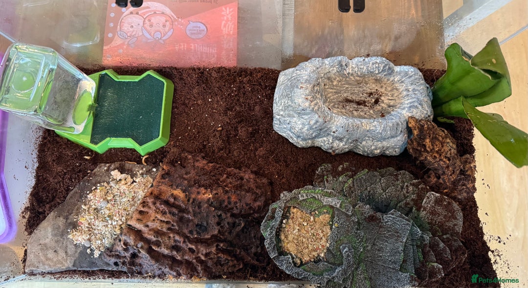 Frog reptiles for sale: Chubby frog - Banded Bullfrog - 1 year old female - Advert 6