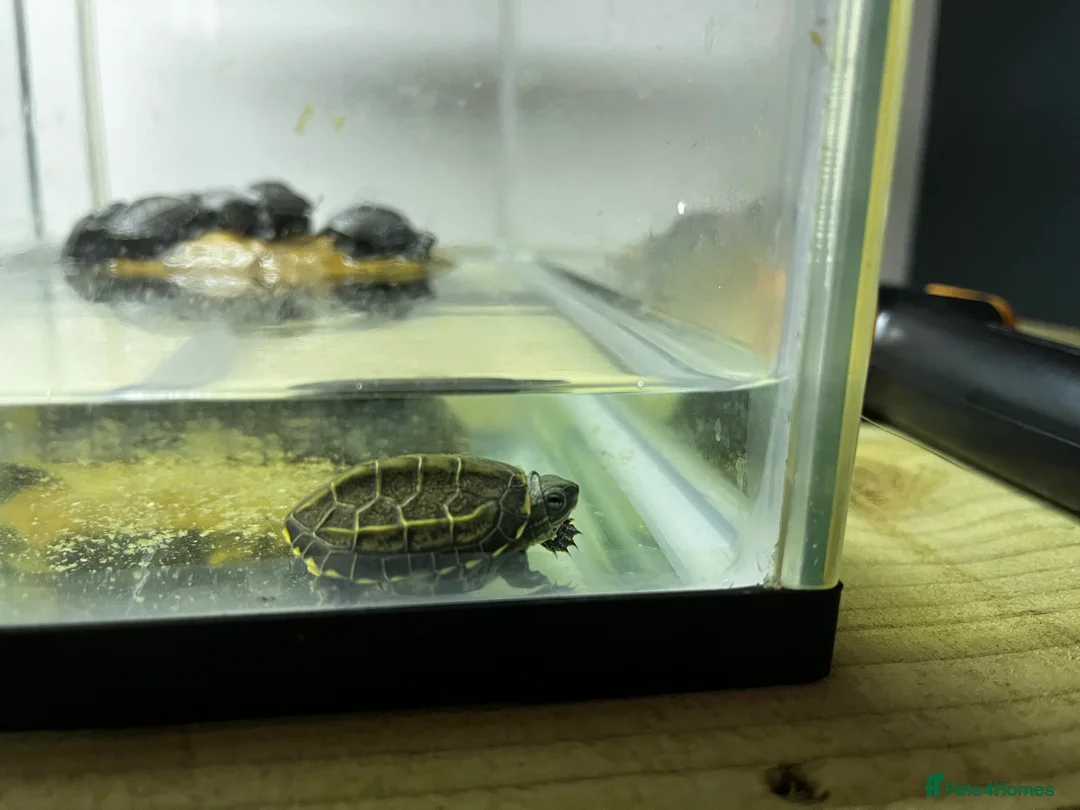 Turtle reptiles for sale: Baby Reeves Turtles and full setups available  - Advert 9