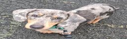 Miniature Dachshund dogs for sale: 4 stunning miniature dachshund pups - Advert 3