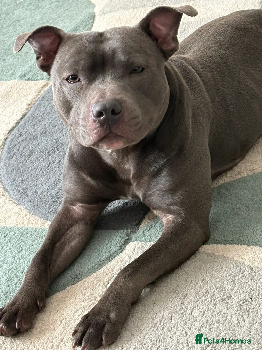 Staffordshire Bull Terrier dogs for sale: Blue staffy Rex  - Advert 1