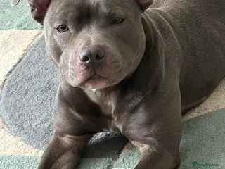 Staffordshire Bull Terrier dogs Blue staffy Rex - Advert 1