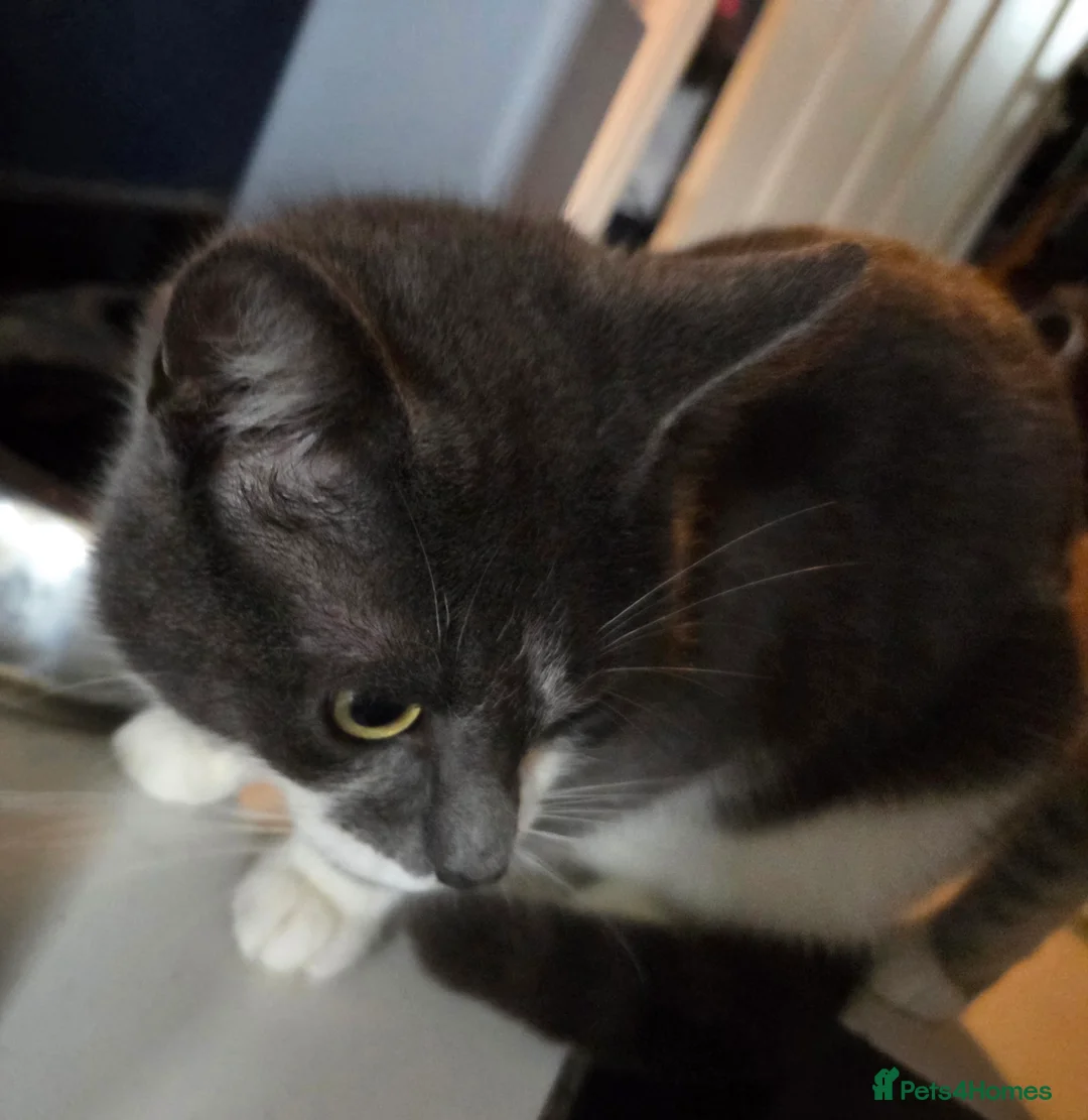 British Shorthair cats for sale: Grey white cats - Advert 3