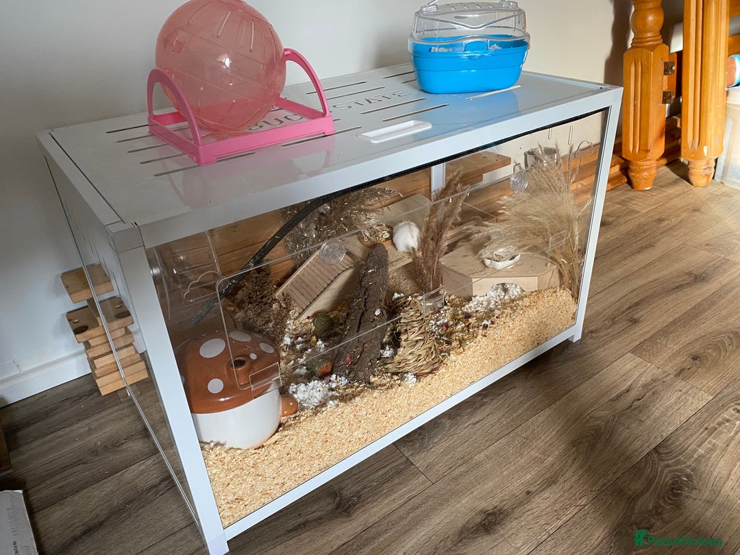 Hamster rodents for sale: Very friendly Russian hamster  - Advert 4