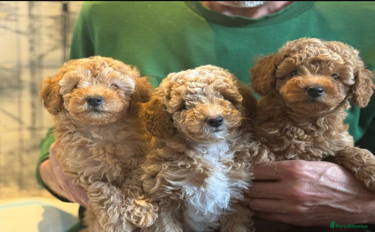 Maltipoo dogs - Advert 2