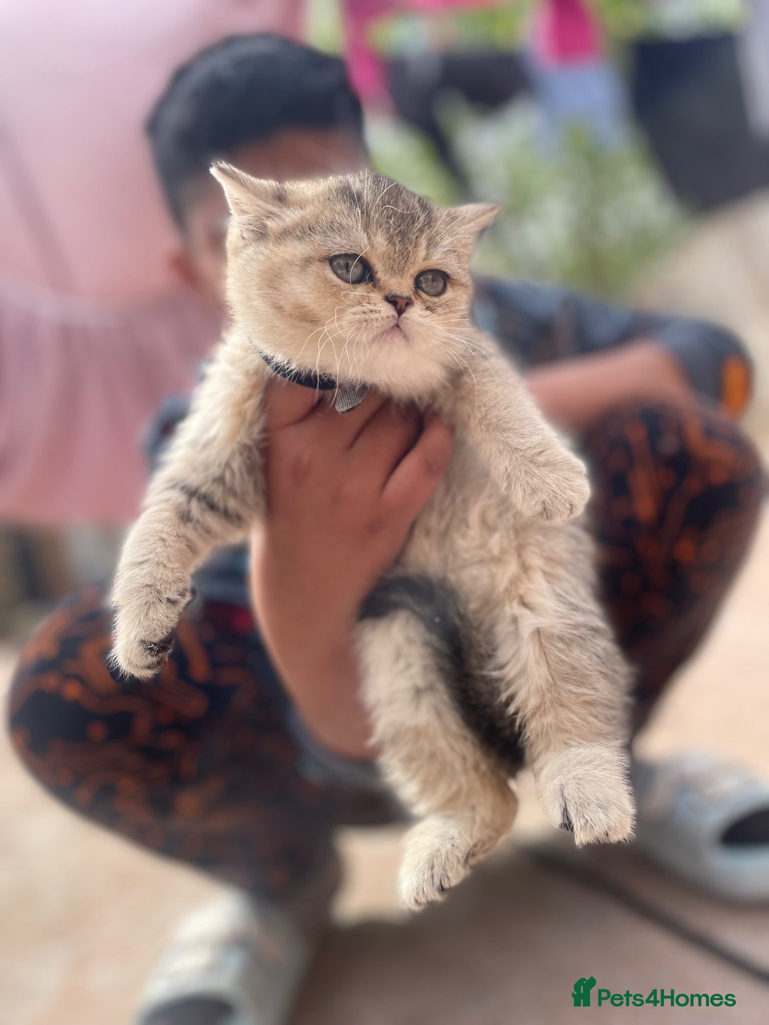 British Shorthair cats Tica bsh 😻 Golden british short hair - Advert 18