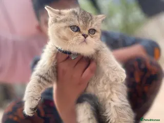 British Shorthair cats Tica bsh 😻 Golden british short hair - Advert 7