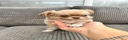 Chihuahua dogs for sale: KC LONG COAT CHIHUAHUA’S - Advert 11