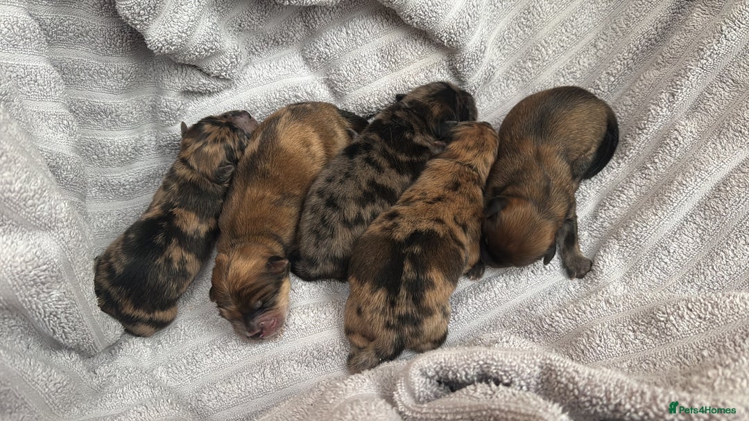 Chow Chow dogs for sale: 5 beautiful Chowchow puppies  - Advert 1