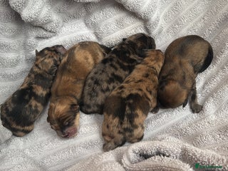 Chow Chow dogs 5 beautiful Chowchow puppies - Advert 1