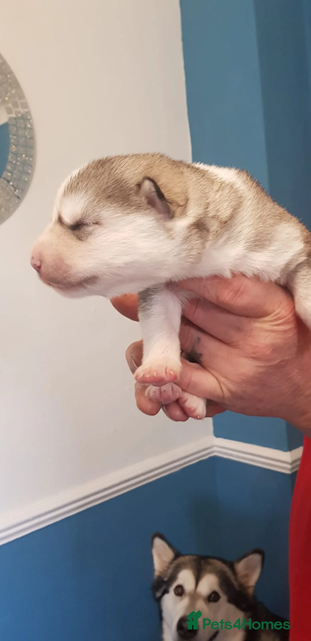 Siberian Husky dogs for stud: BLUE EYED HUSKY FOR STUD in Doncaster - Advert 24