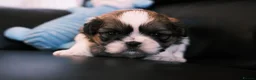Shih Tzu dogs for sale: 3 Beautiful shih tzu puppies  in Newport - Advert 17