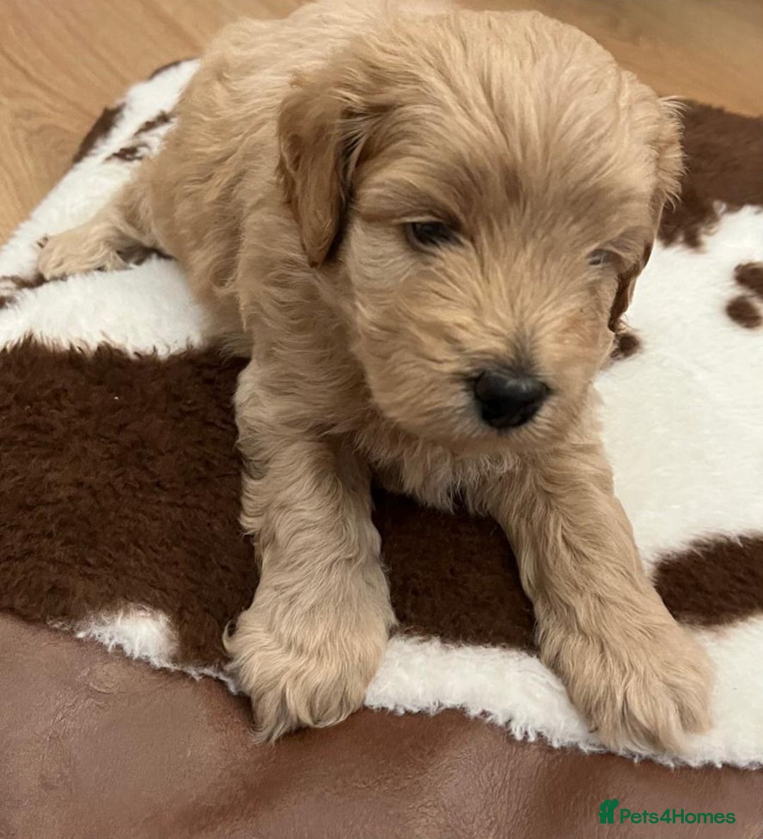 Cockapoo dogs for sale: Beautiful litter of cockapoos - Image 6