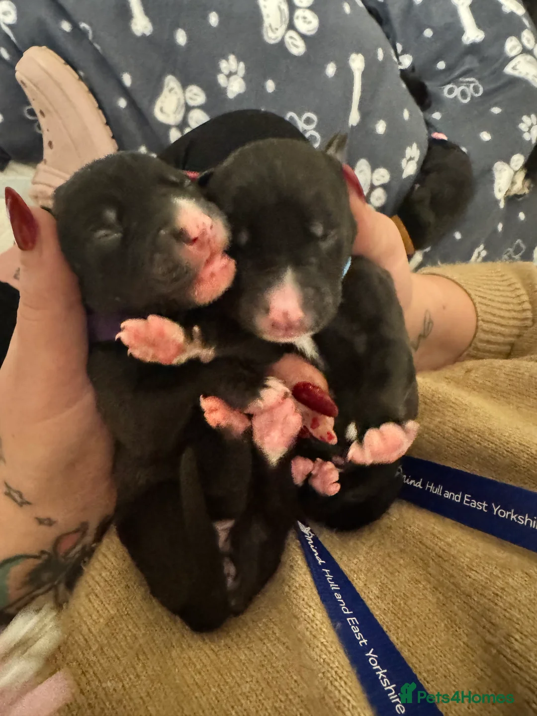 Mixed Breed dogs for sale: 75% Lurcher 25% Cane Corso Puppies - Advert 2