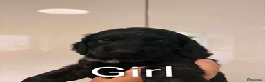Cockapoo 4