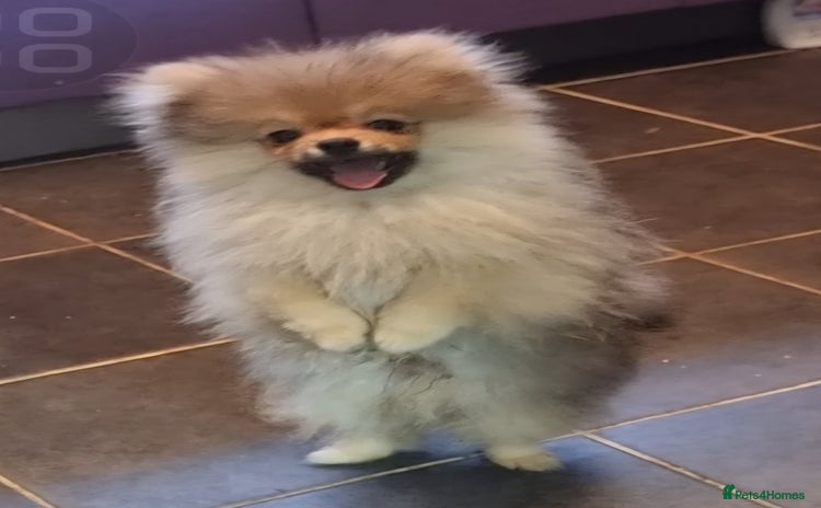 Pomeranian dogs - Advert 7