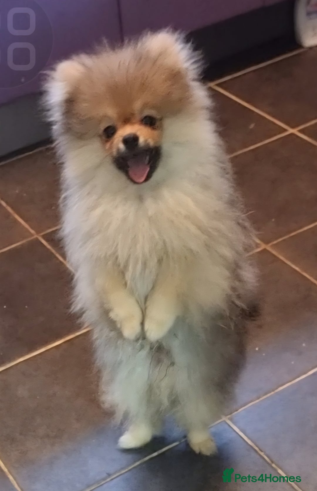 Pomeranian dogs for sale: Pomeranian  - Image 1