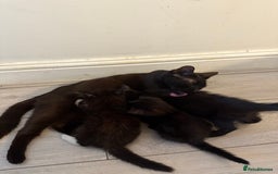 Mixed Breed cats for sale: lovely kittens read to go, just 3 left - Image 7